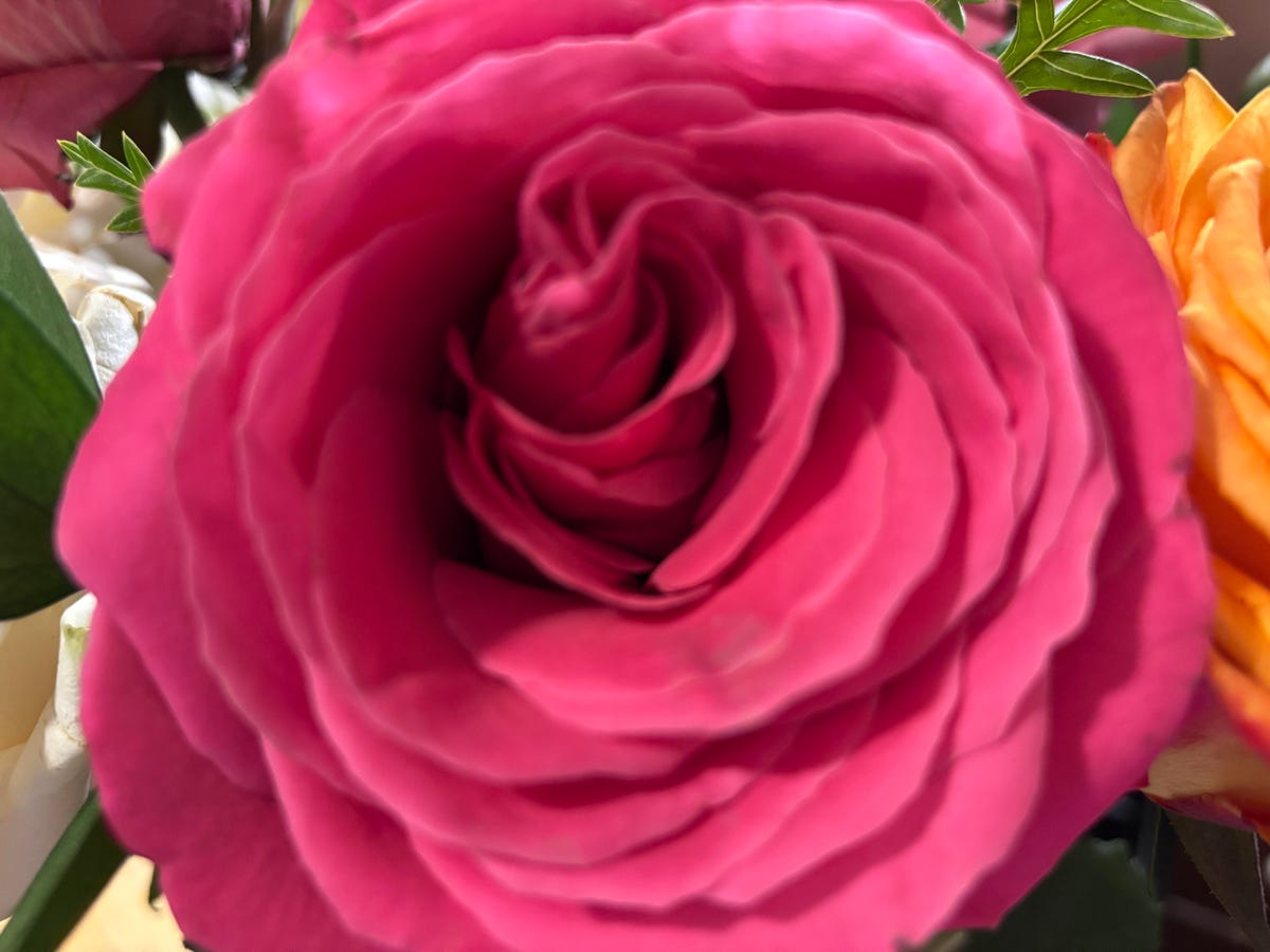 A close up photo of a pink rose