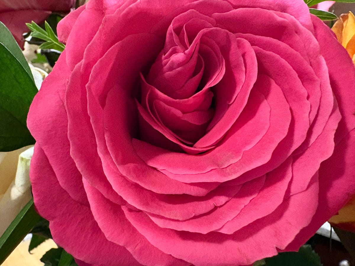 A close up photo of a rose