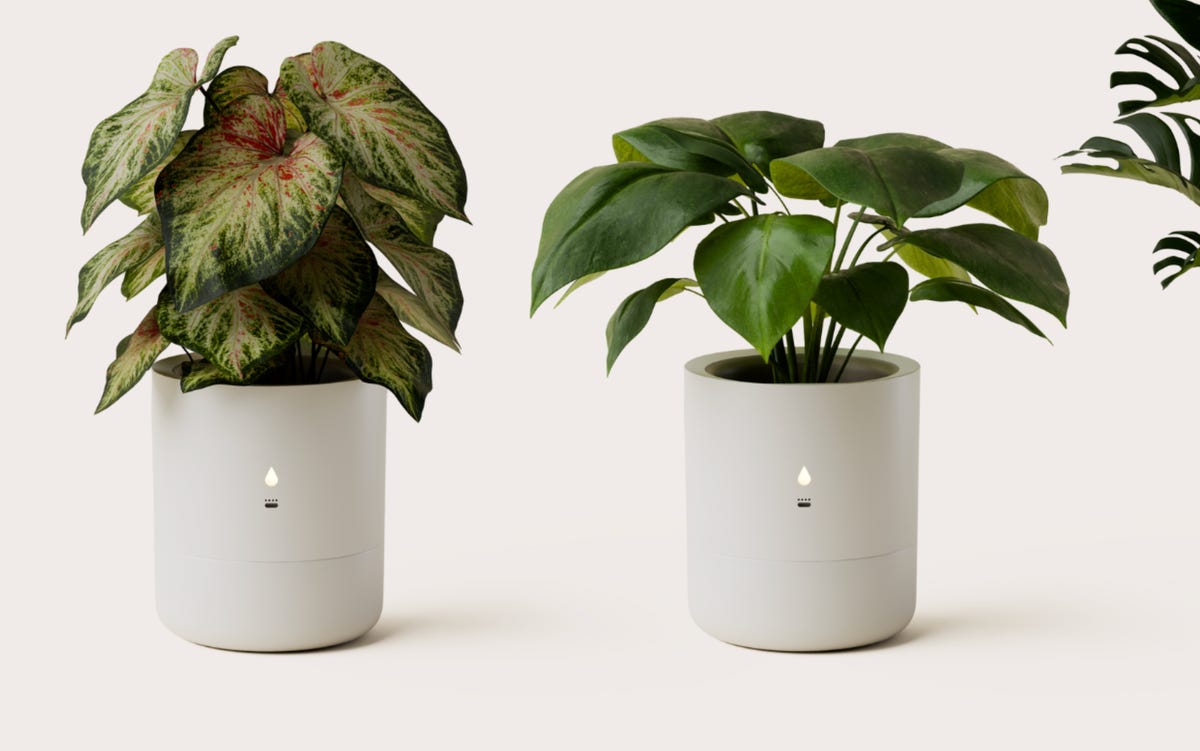 two plants in white pots with lights on