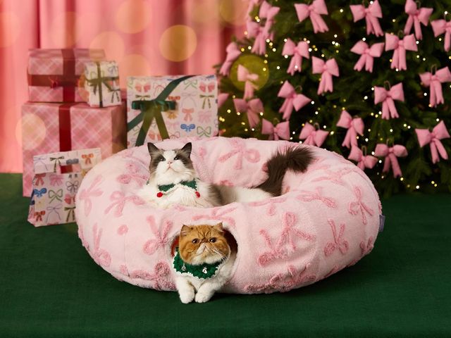 Image may contain: Animal, Cat, Mammal, and Pet