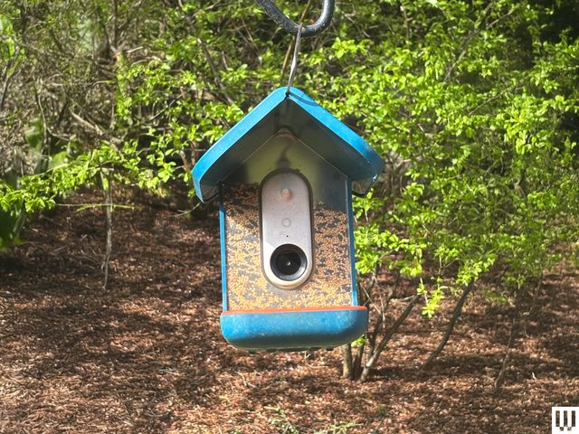 Image may contain: Plant, Vegetation, Bird Feeder, and Tree