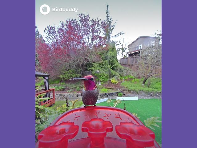 Image may contain: Backyard, Nature, Outdoors, Yard, Animal, Beak, Bird, Grass, Plant, Vegetation, and Potted Plant