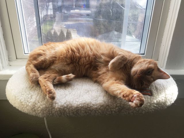 Cat laying on pillow on window sill