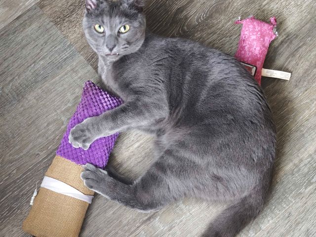 Kong Kickaroo Cat Toy