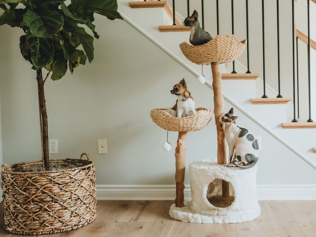 Cats and dog sitting on Mau Cento Cat Tree