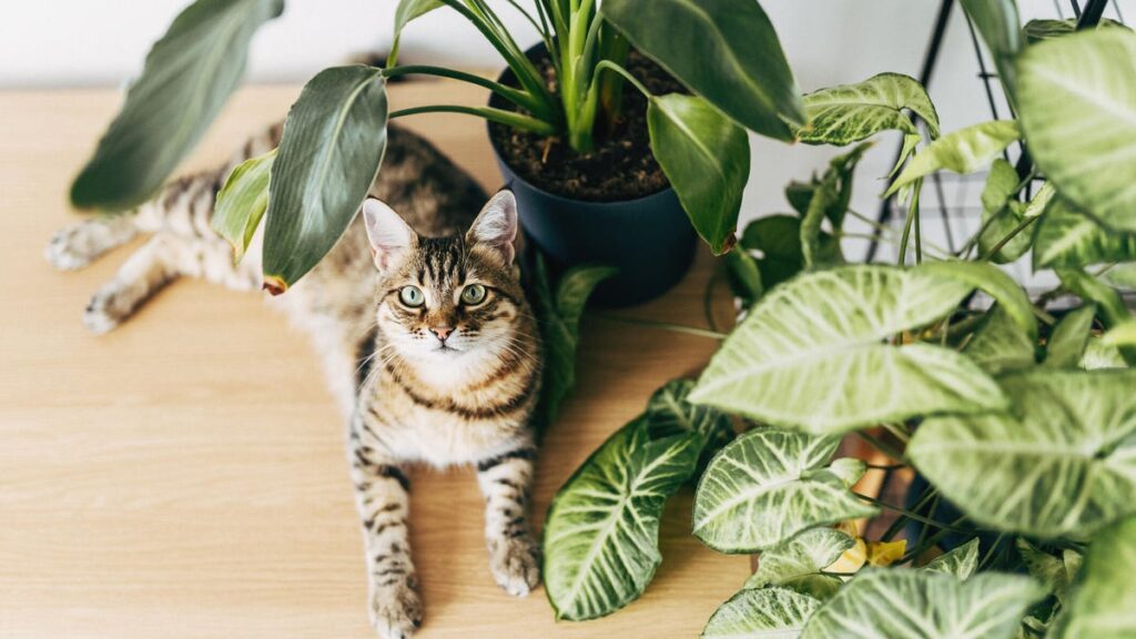 That Houseplant Could Be Deadly to Your Cat. Try These 7 Options Instead