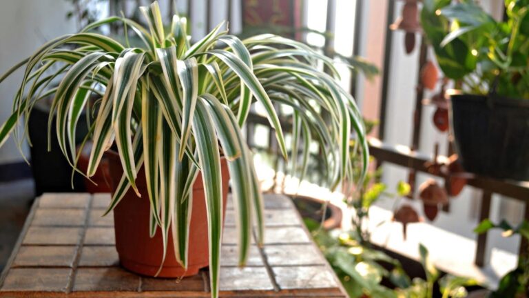 How to Help Your Plants Thrive During Winter