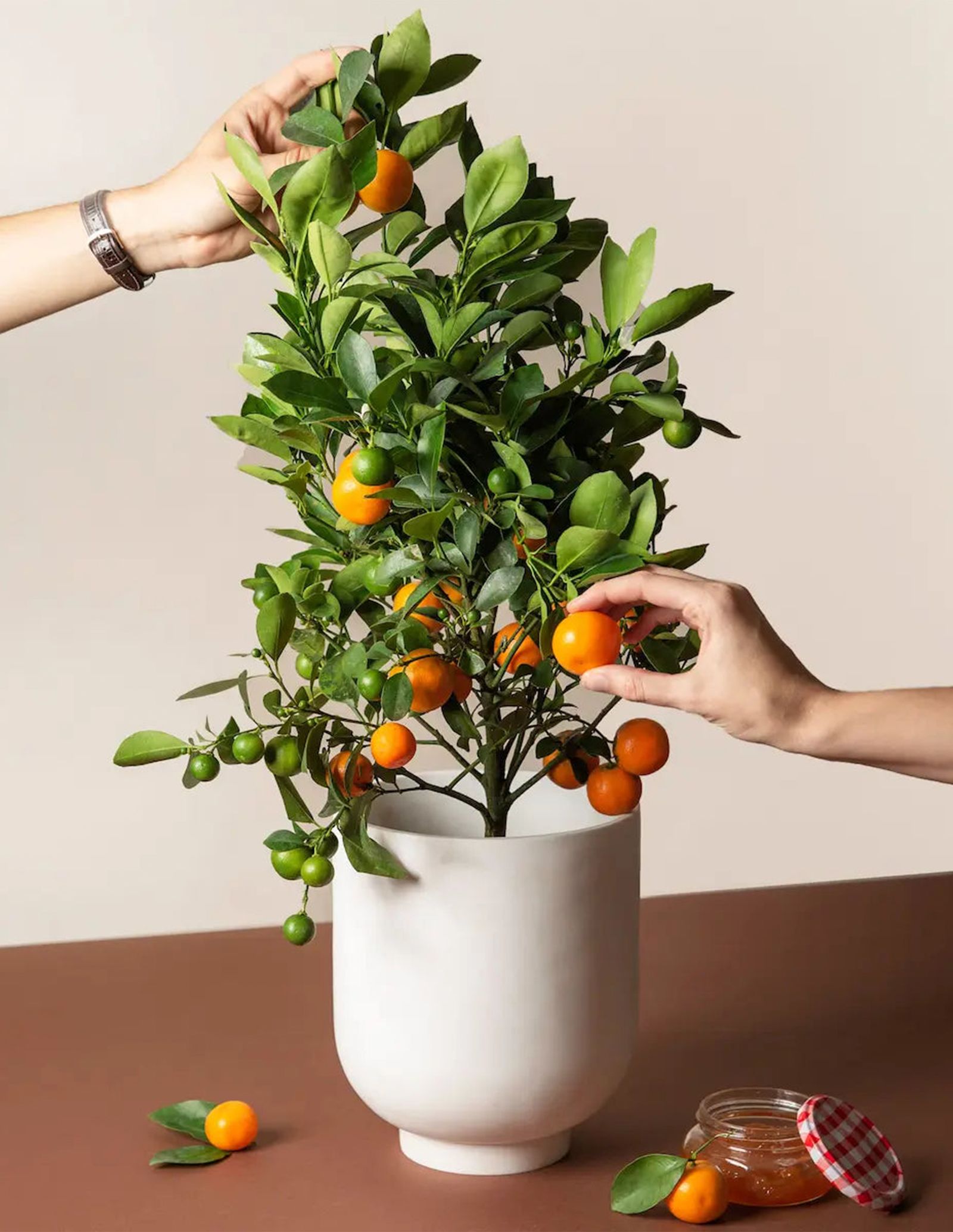 Image may contain Plant Citrus Fruit Food Fruit Orange Produce and Person