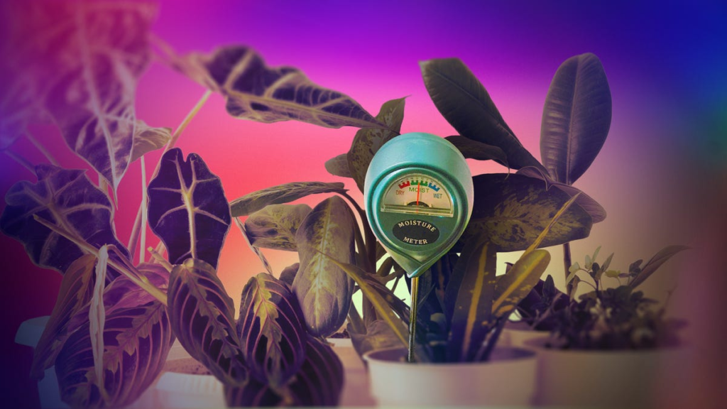 A Cheap Soil Sensor Saved My Fragile Houseplants. Here’s How