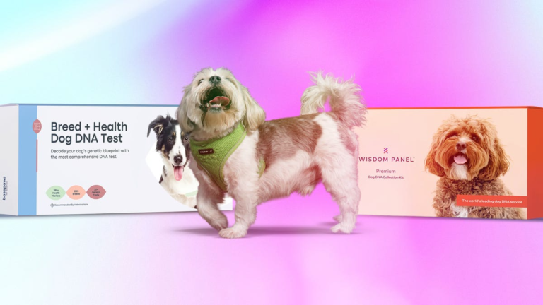 Do Pet DNA Tests Work? I Tested My Rescue Pup Using 2 Top Brands
