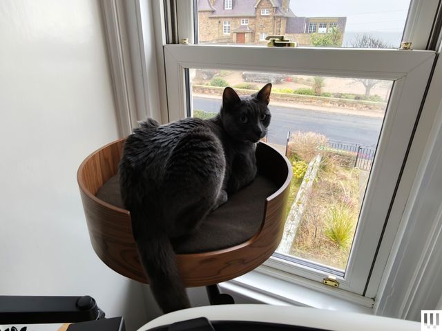 Image may contain: Window, Animal, Cat, Mammal, Pet, and Windowsill