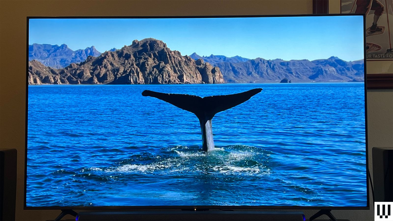 Front view of the TCL QM6K television turned on with the screen showing a whale's tail sticking out of the ocean on a...