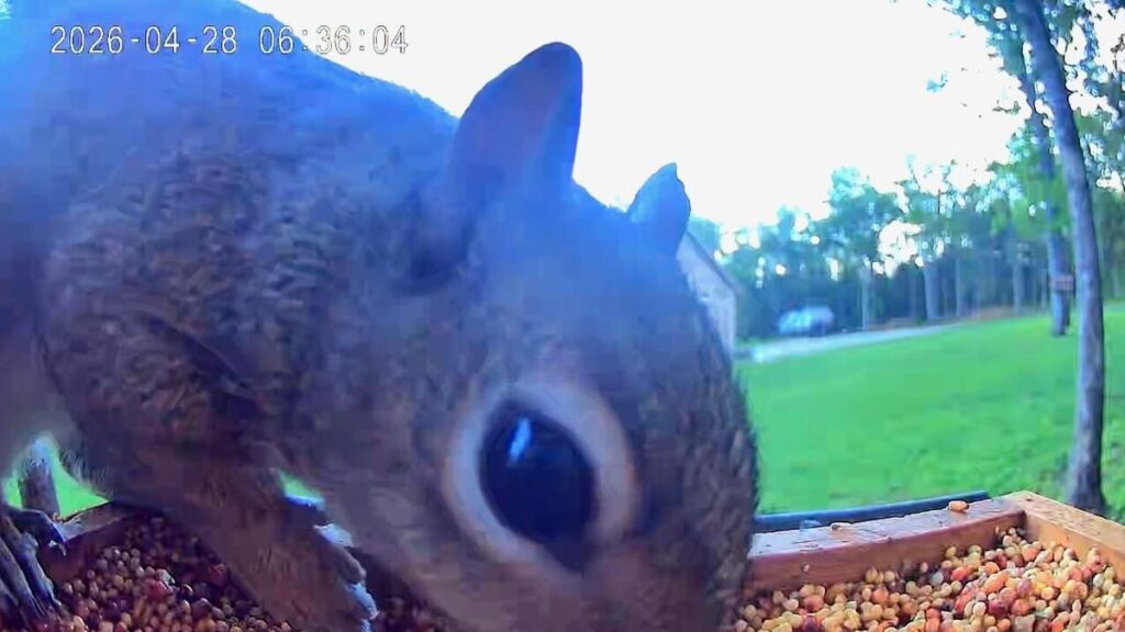 If You’re Looking to Buy a Smart Bird Feeder, Don’t Make My Mistake