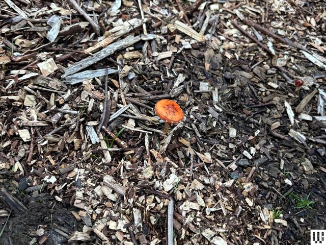 Image may contain: Fungus, Plant, Agaric, Mushroom, and Amanita