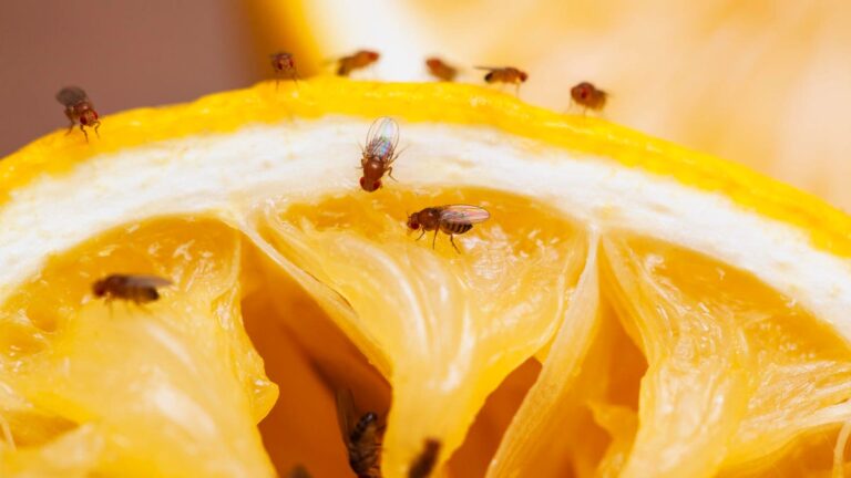 These Fruit Fly Repelling Tips From an Entomologist Actually Work