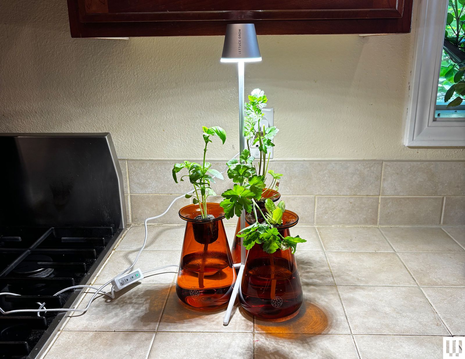 Image may contain Lamp Plant and Potted Plant